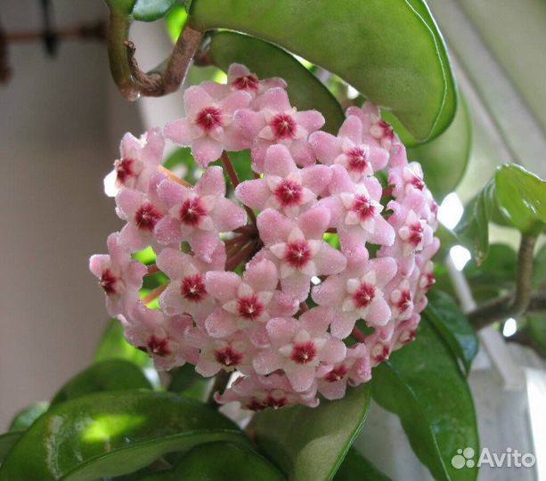 Хойя большое растение