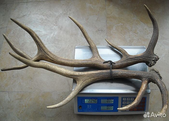 Рога оленя, марала