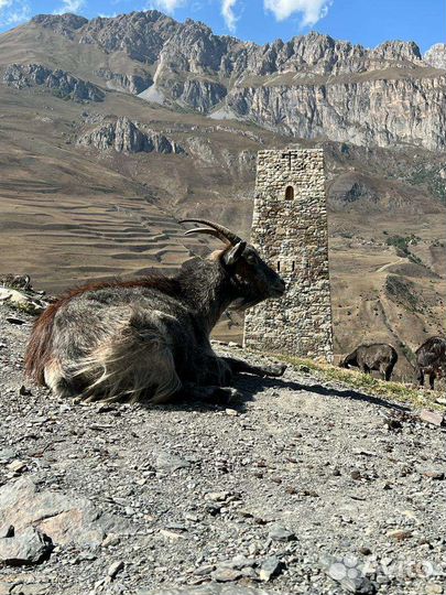 Трансфер в Грузию и по России