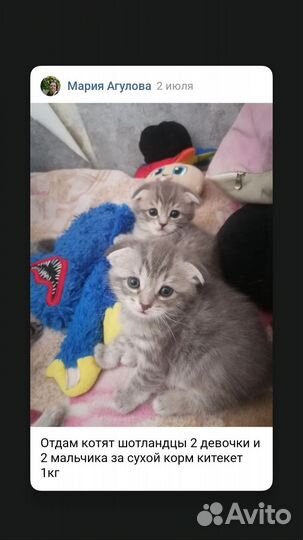 Шотландские котята