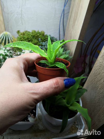 Ананас сеянцы, алоэ рауха