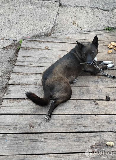 Собака в добрые руки