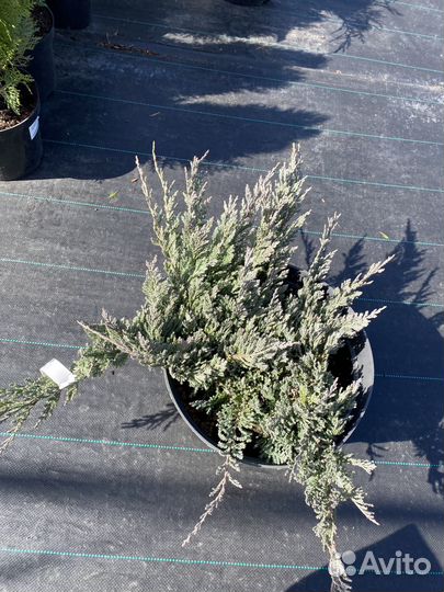 Можжевельник горизонтальный Блю Чип