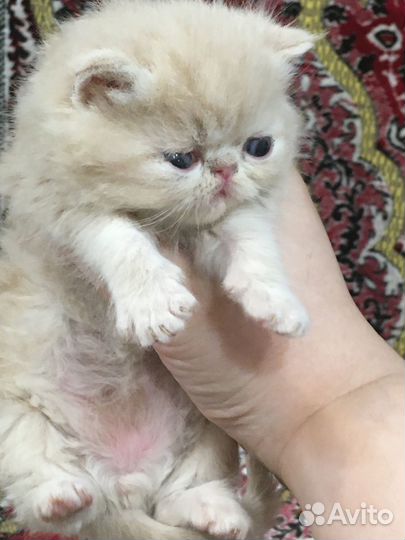 Котята Экзотики