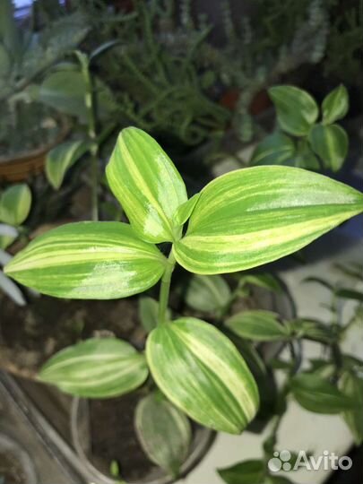 Комнатные растения и цветы