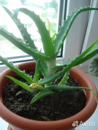 Алоэ лекарственный