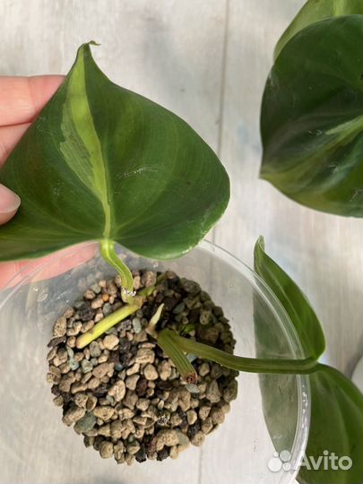 Филодендрон Сканденс Бразил