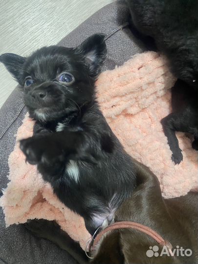 Щенки чихуахуа