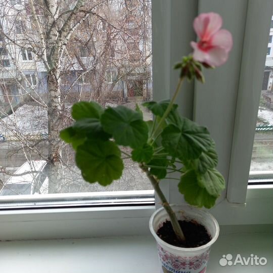 Пеларгония герань