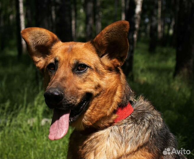 Добрая домашняя Забава мучается в приюте