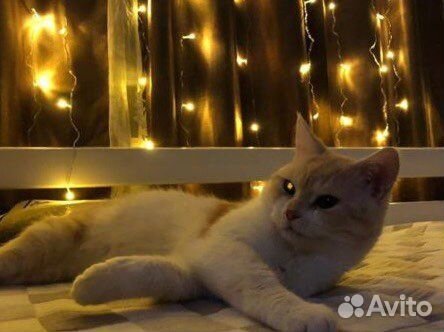 Отдам в добрые руки двух котиков