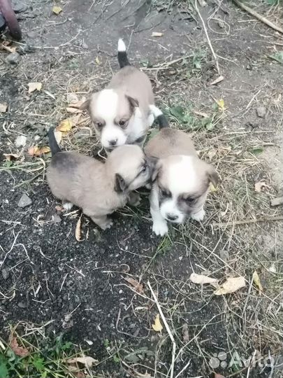 Щенки дворняшки