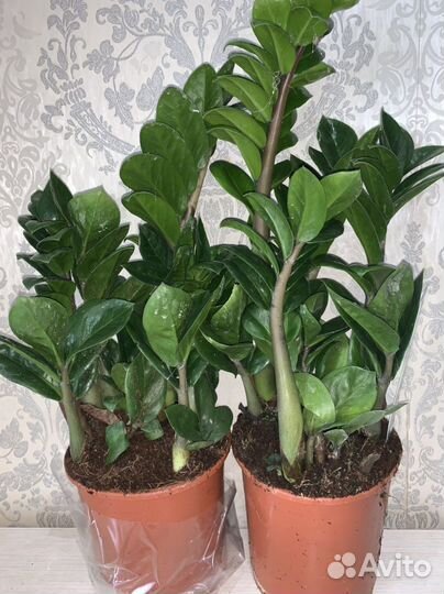 Замиокулькас Зензи Жук 14/40см