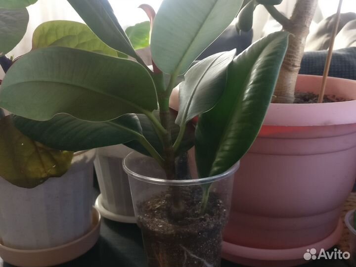 Молочай мили Эуфорбия