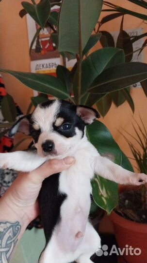 Щенки чихуахуа