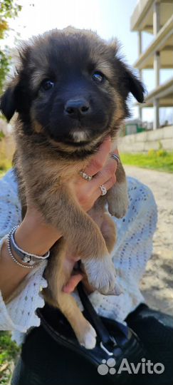 Ищут дом шенки