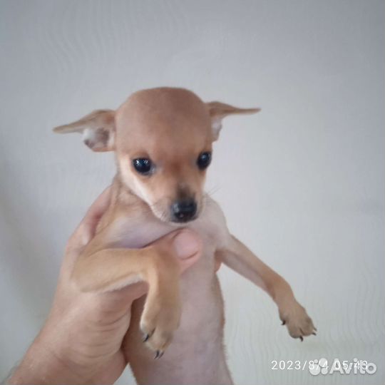 Мини той-терьер щенки