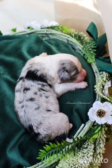 Австралийская овчарка