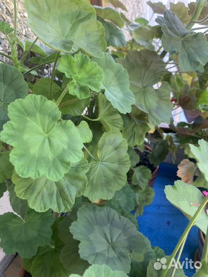 Комнатное растение герань цветущая, Розовая 30 см