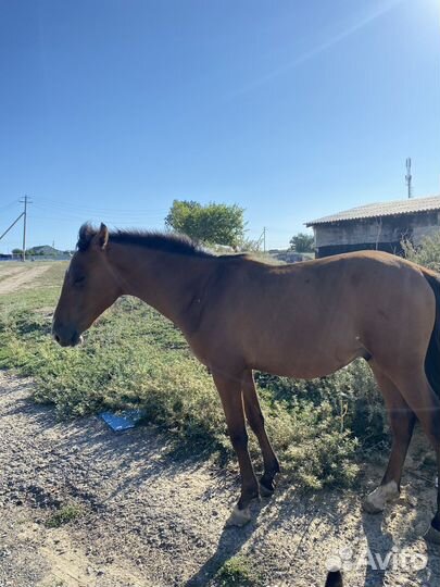 Лошади орловской породы
