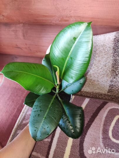 Фикус эластика