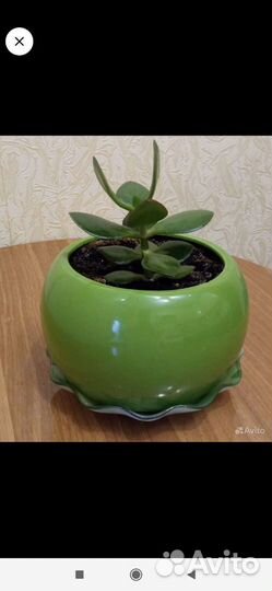 Комнатные растения цветы