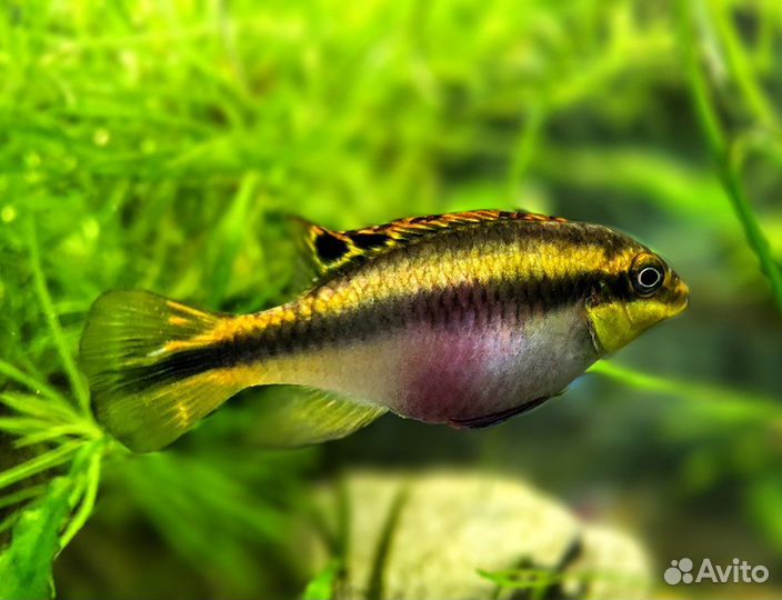 Пельвикахромис пульхера