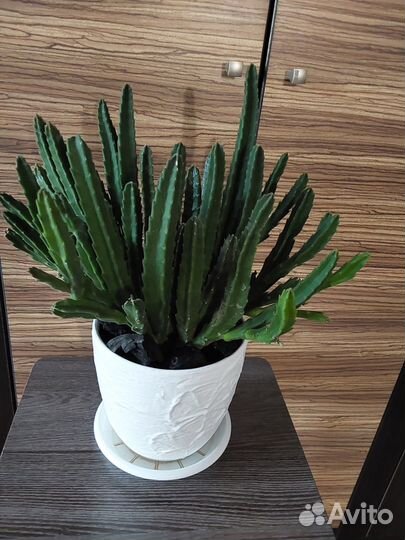 Стапелия, Толстянка, Каланхоэ, Спатифиллум(обмен)