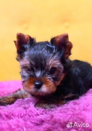 Йоркширский терьер мальчик