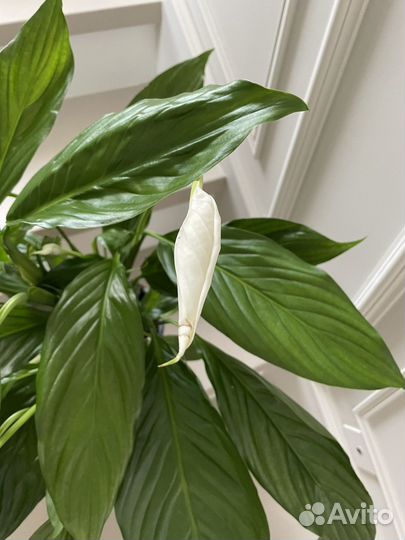 Спатифилум Купидон 65 см