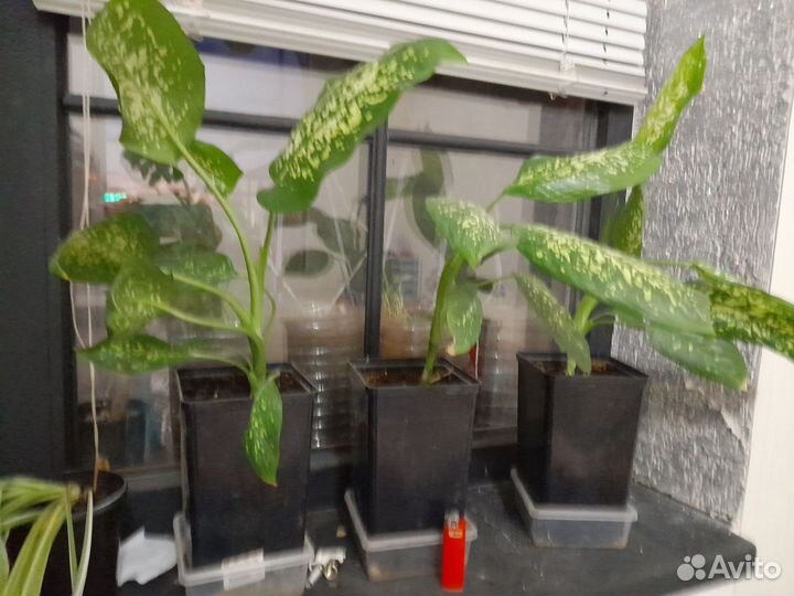 Комнатные растения цветы