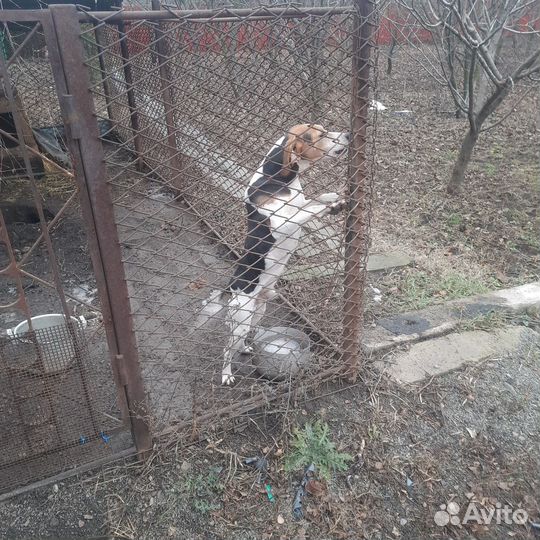 Кобель эстонской гончей