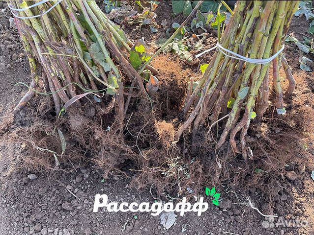 Саженцы малины. Крупная ягода