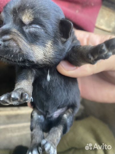Щенки стороживой дворняги