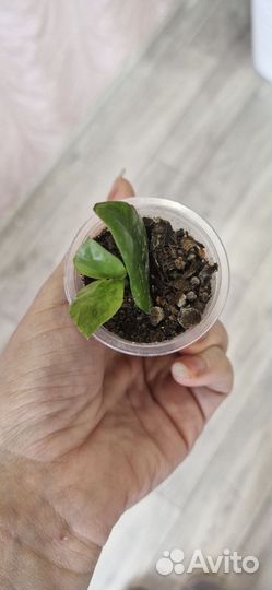 Замиокулькас short leaf, long leaf и черный Равен