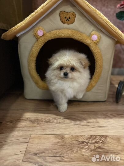 Мальчик пушок