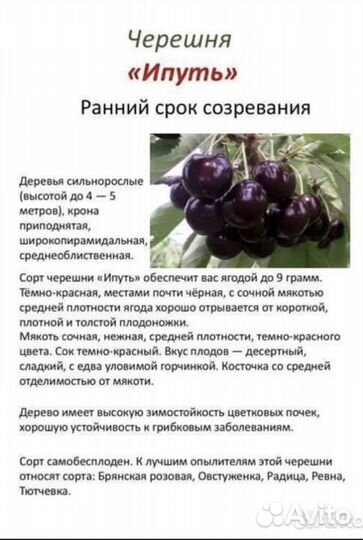 Черешня саженцы
