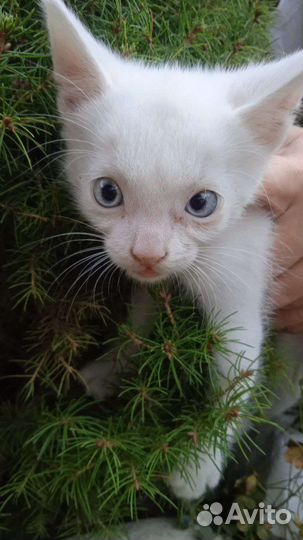 Котята као мани