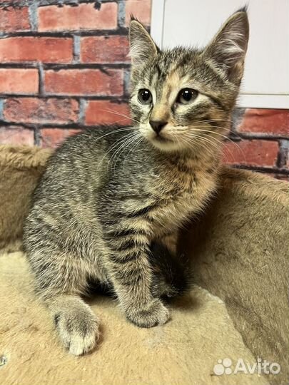 Котенок девочка Мия 2,5 мес ищет дом