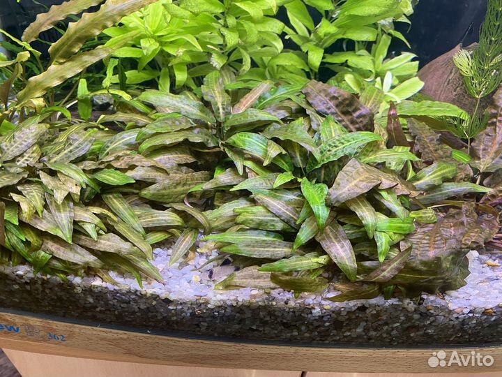 Растения для аквариума, улитки