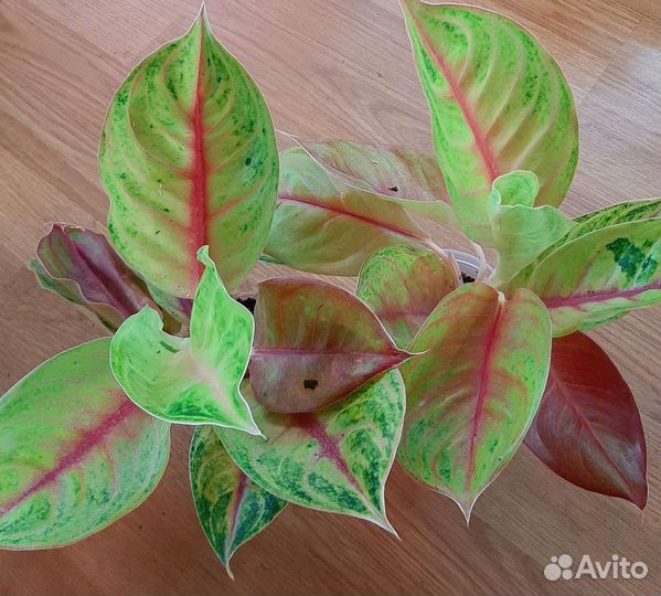 Аглаонема джекпот