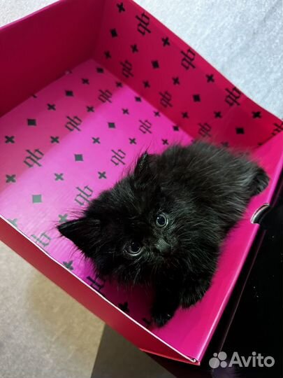 Отдам котенка в добрые руки