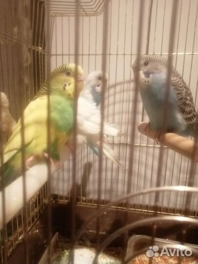 Попугаи волнистые, малыши 2-3 месяца