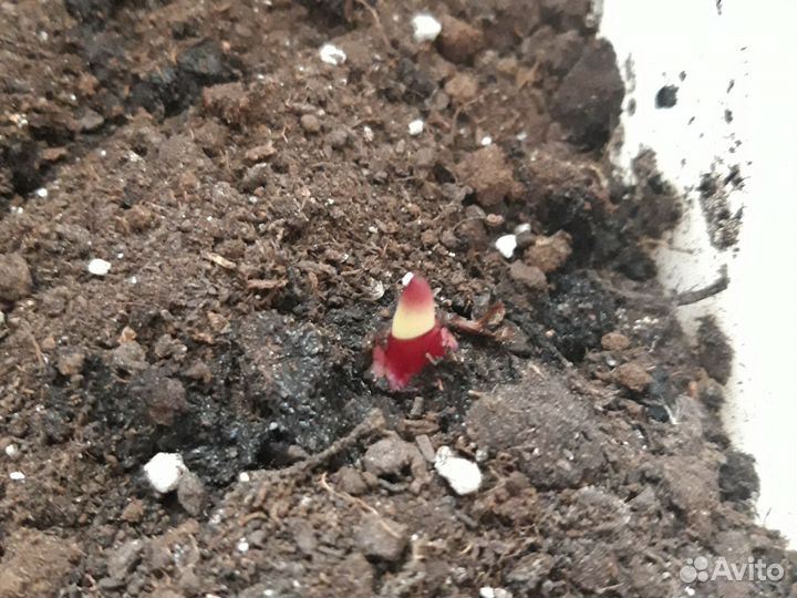 Клубни канны