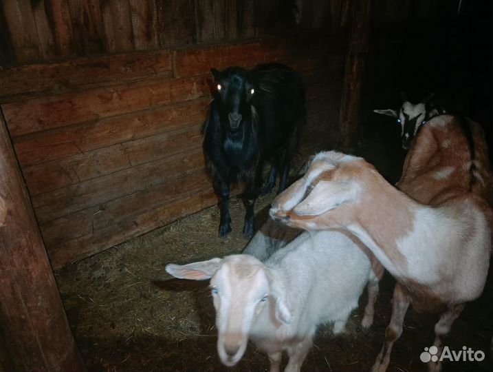 Продам коз