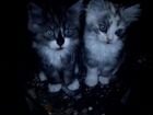 Котята от персидской кошки объявление продам