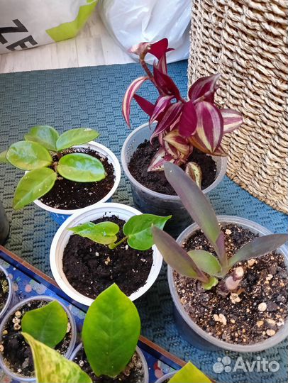 Комнатные растения, малыши