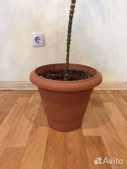 Пальма, драцена,фикус