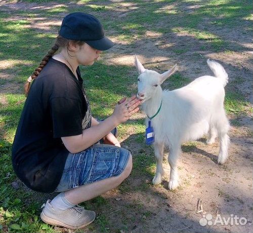 Козы и козлята