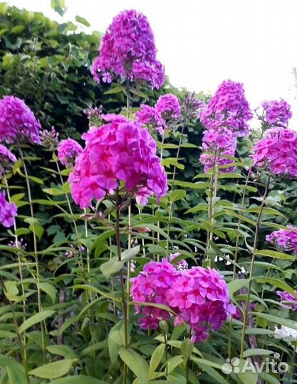 Многолетники 